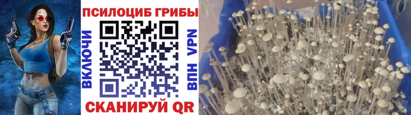 Псилоцибиновые грибы ЛСД  Покровск 